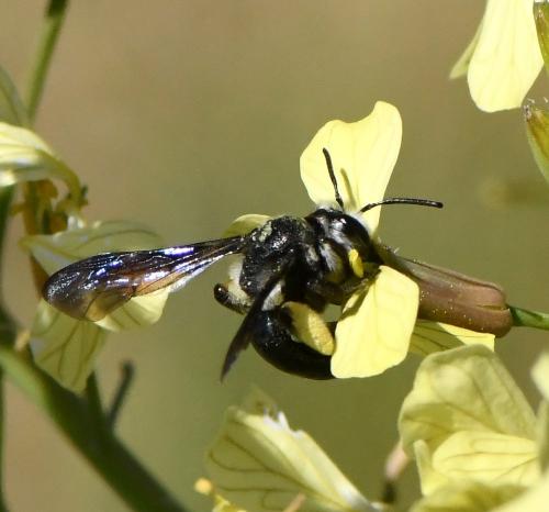 Andrena (afrensis-agilissima-asperrima)